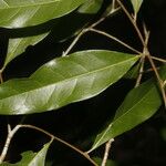 Dichapetalum morenoi Leaf
