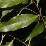 Dichapetalum morenoi Hoja