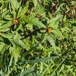 Bidens tripartita Flor