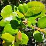 Myrceugenia exsucca Hoja