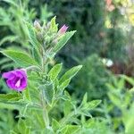 Epilobium hirsutum 花