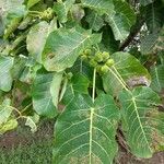 Ficus nymphaeifoliaFruct