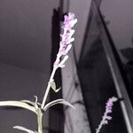 Salvia leucantha Цвят