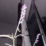 Salvia leucantha 花