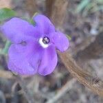 Brunfelsia uniflora फूल