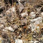 Ononis pusilla Hoja