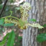 Monodora carolinae Flower