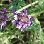 Astragalus stella ശീലം