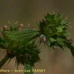 Chaiturus marrubiastrum Leaf