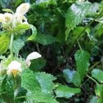 Lamium galeobdolonLorea