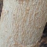 Oreopanax nymphaeifolius Corteza
