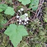 Tiarella trifoliata Листок