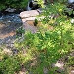 Anemone virginiana Fruit