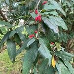 Cotoneaster frigidus Blatt