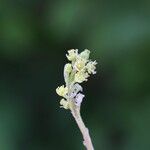 Flacourtia indica Blüte