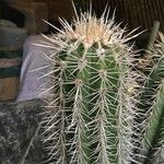 Echinocereus engelmannii Buveinė