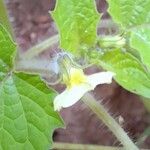 Physalis pruinosa Blomst