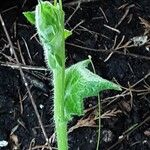 Bryonia cretica Leaf