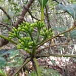 Pycnandra neocaledonica Hábito