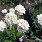 Armeria pubinervis 花