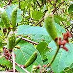 Syringa villosa Fruit