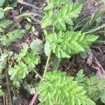 Anthriscus sylvestris Leaf