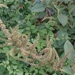 Amaranthus viridisFlower