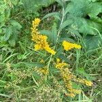 Solidago giganteaFloro