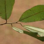 Baphia pubescens Φύλλο