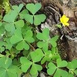 Oxalis dillenii Alkat (teljes növény)