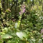 Scutellaria columnae Habit