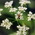 Pimpinella saxifragaBlüte