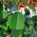 Erythrina crista-galli Leht