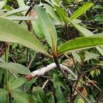 Rhizophora racemosa Лист