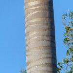Roystonea regia Casca