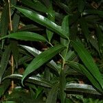 Syzygium jambos Leaf