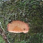 Casearia arborea Corteza