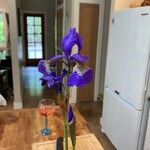 Iris sibirica ফুল