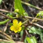 Ranunculus ophioglossifolius Fleur