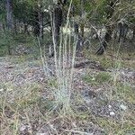 Schizachyrium scoparium Blatt