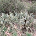 Opuntia littoralis Lapas
