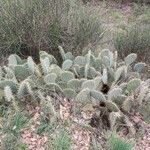 Opuntia littoralis List