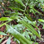 Flagellaria indica Leaf