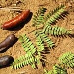 Tamarindus indica Fruit