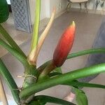 Philodendron fragrantissimum 花