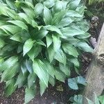 Hosta lancifolia ᱥᱟᱠᱟᱢ