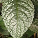 Chrysothemis pulchella Leaf