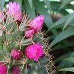 Mammillaria zeilmanniana Flower