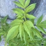 Sambucus racemosa Φύλλο