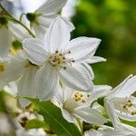 Deutzia rubensFlower